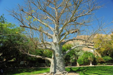 Gölcük çam,Tel Aviv