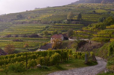 Köyde sis, Spitz, Viyana, Avusturya