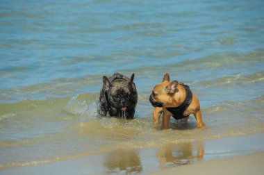 Denizde oynayan köpekler, Tel Aviv