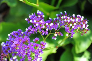 Çiçek yakın çekim, Tel Aviv