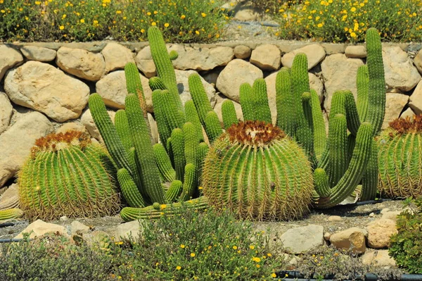 Cactus Tel Aviv — Stock Photo, Image