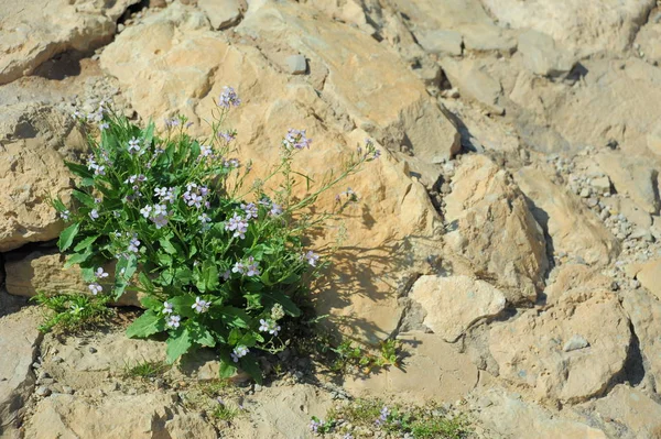 Tiro Cercano Flor Masada — Foto de Stock