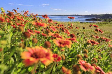 parlak güneş ışığında tarlada çiçek açan çiçekler