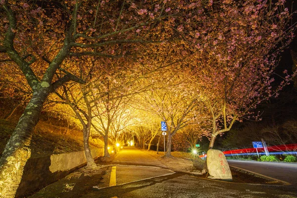 Geceleri Işıklı Kaldırım Ağaçlar Görünümü — Stok fotoğraf