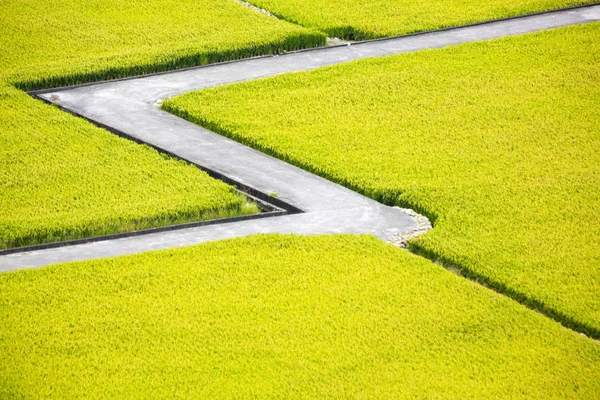 Camino Campo Exuberantes Campos Agrícolas Verdes — Foto de Stock