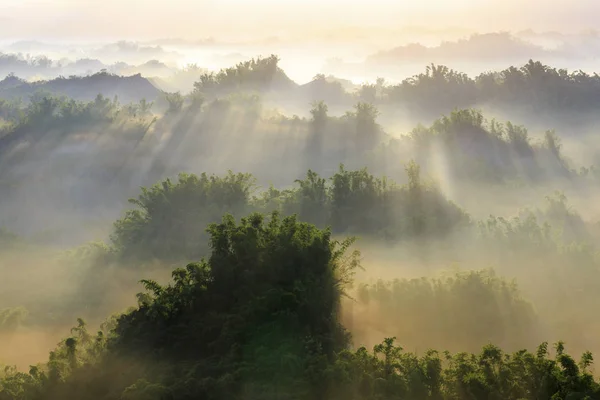Arbres Forestiers Avec Nuages Bas Lumière Coucher Soleil — Photo
