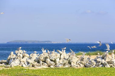 parlak güneş ışığında kayalar üzerinde tern kuşlar