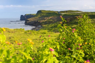 okyanus kıyısında yeşil kaplı kayalıklarda çiçekler