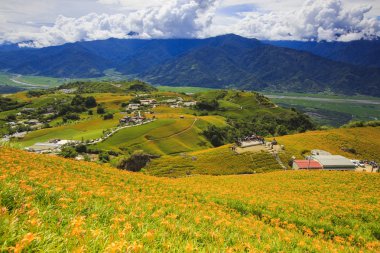 dağlık arazide çiçek açan portakal çiçekleri ile yemyeşil alanlar