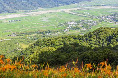 yeşil mount vadi ile turuncu çiçek açan çiçekler