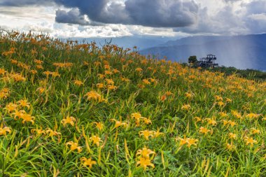 dağlık arazide tarlada açan vahşi zambaklar