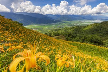 dağlık arazide tarlada açan vahşi zambaklar