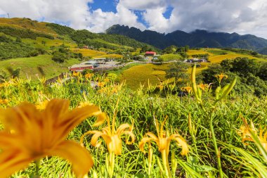 dağlık arazide tarlada açan vahşi zambaklar