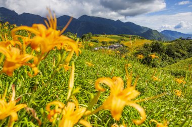 dağlık arazide tarlada açan vahşi zambaklar