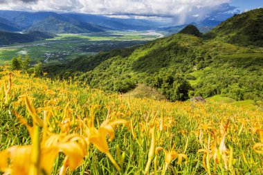 dağlık arazide tarlada açan vahşi zambaklar