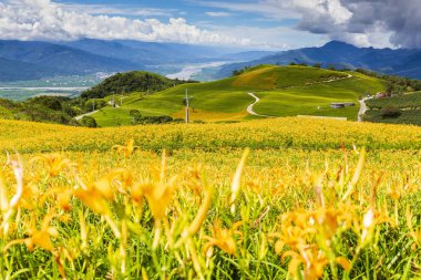 dağlık arazide tarlada açan kır çiçekleri