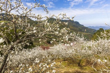 güneşli dağlık manzara çiçek açan beyaz çiçekler ile ağaçlar