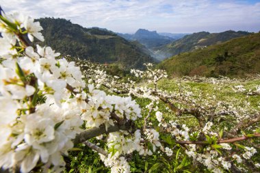 güneşli dağlık manzara çiçek açan beyaz çiçekler ile ağaçlar