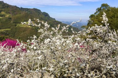 güneşli dağlık manzara çiçek açan pembe ve beyaz çiçekler ile ağaçlar