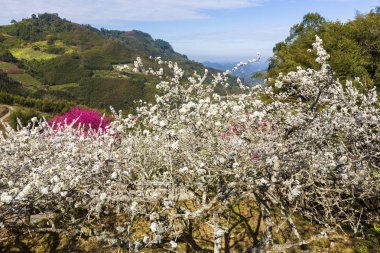güneşli dağlık manzara çiçek açan pembe ve beyaz çiçekler ile ağaçlar