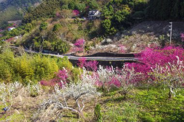 güneşli dağlık manzara çiçek açan pembe ve beyaz çiçekler ile ağaçlar