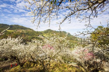 güneşli dağlık manzara çiçek açan beyaz çiçekler ile ağaçlar