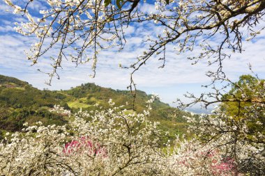 güneşli dağlık manzara çiçek açan beyaz çiçekler ile ağaçlar