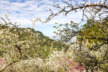 güneşli dağlık manzara çiçek açan beyaz çiçekler ile ağaçlar
