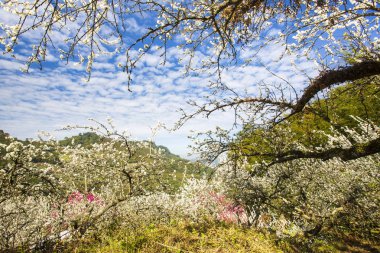 güneşli dağlık manzara çiçek açan beyaz çiçekler ile ağaçlar