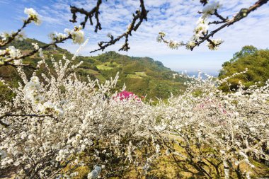 güneşli dağlık manzara çiçek açan beyaz çiçekler ile ağaçlar