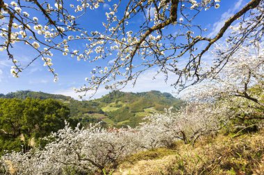 güneşli dağlık manzara çiçek açan beyaz çiçekler ile ağaçlar