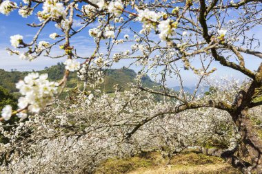 güneş ışığında beyaz çiçekler açan ağaçlar
