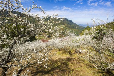 güneşli dağlık manzara çiçek açan beyaz çiçekler ile ağaçlar