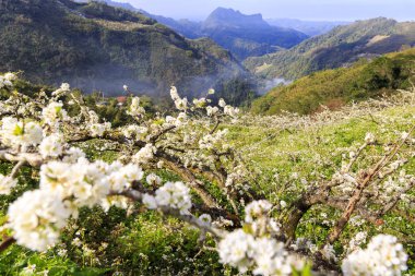 güneşli dağlık manzara çiçek açan beyaz çiçekler ile ağaçlar