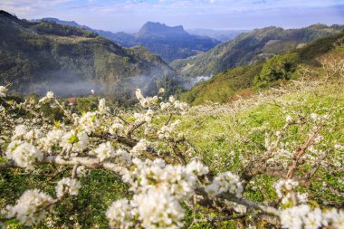 güneşli dağlık manzara çiçek açan beyaz çiçekler ile ağaçlar