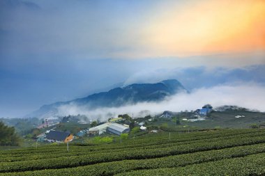 bulutlu gökyüzü altında çay çalıları ile tarım alanı