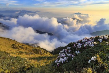 düşük bulutlu dağlık arazide çiçek açan kır çiçekleri