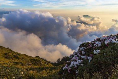 düşük bulutlu dağlık arazide çiçek açan kır çiçekleri
