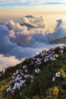 düşük bulutlu dağlık arazide çiçek açan kır çiçekleri