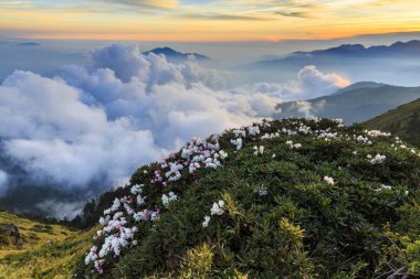 düşük bulutlu dağlık arazide çiçek açan kır çiçekleri
