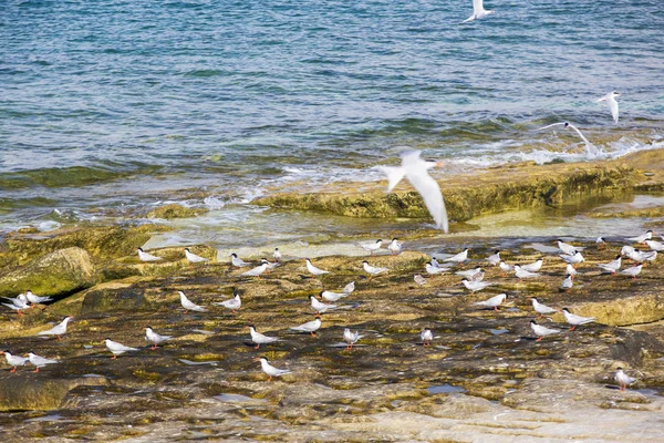 Aves Popa Playa Con Algas Luz Del Sol Brillante —  Fotos de Stock