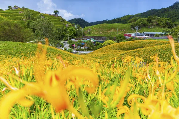 Wildflowers Blooming Field Mountainous Landscape — Stock Photo, Image