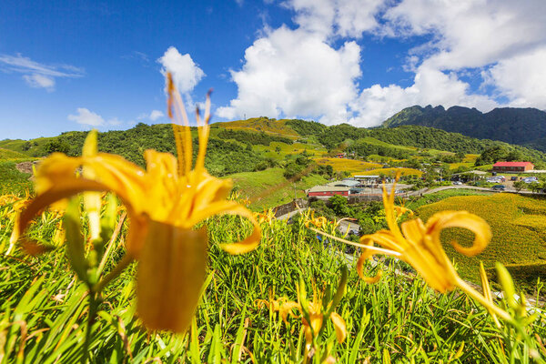 wild lilies blooming on field in mountainous landscape