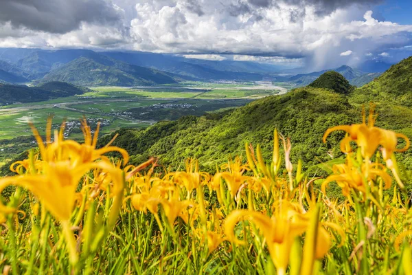 Wilde Lilien Blühen Auf Feld Bergiger Landschaft — Stockfoto