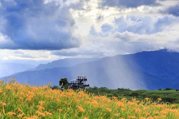 Wild Lilies Blooming Field Mountainous Landscape — Stock Photo, Image