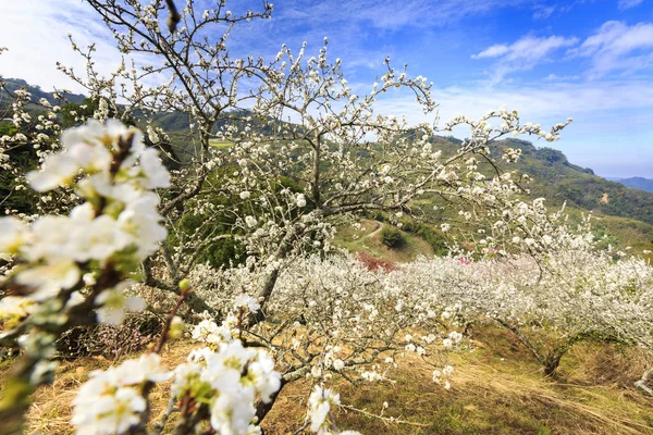 Árboles Con Flores Blancas Soleado Paisaje Montañoso — Foto de Stock