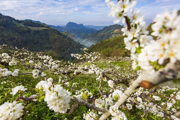 Trees Blooming White Flowers Sunny Mountainous Landscape — Stock Photo, Image