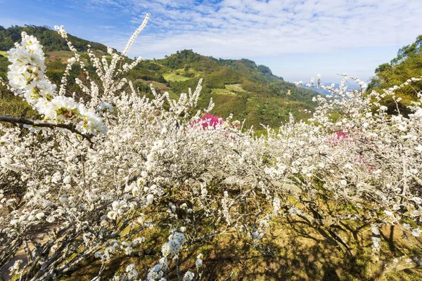 日当たりの良い山岳風景に白い花が咲く木々 — ストック写真