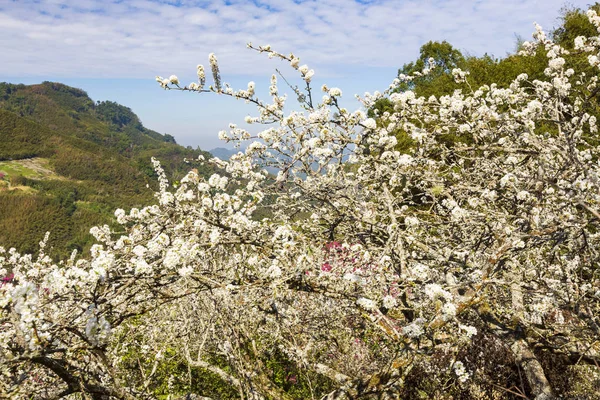 güneş ışığında beyaz çiçekler açan ağaçlar
