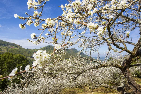 güneş ışığında beyaz çiçekler açan ağaçlar